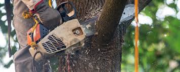 Best Soil Testing and Treatment  in River Park, FL