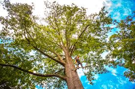 Best Lawn Renovation and Restoration  in River Park, FL