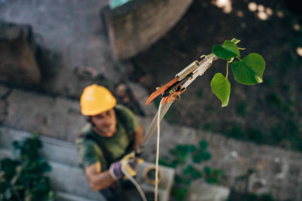 Mulching Services in River Park, FL