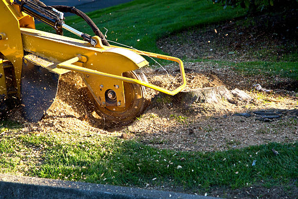 Best Tree Risk Assessment  in River Park, FL