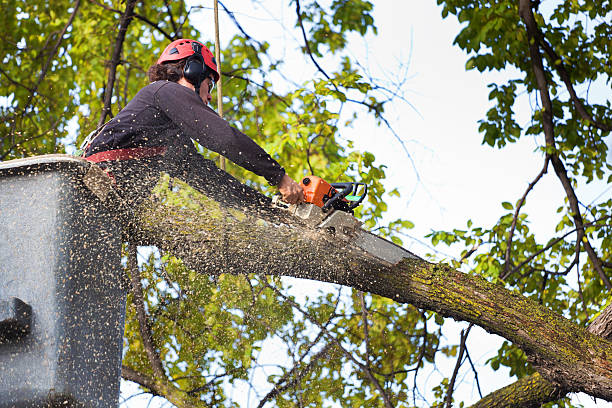 Best Tree Health Inspection  in River Park, FL