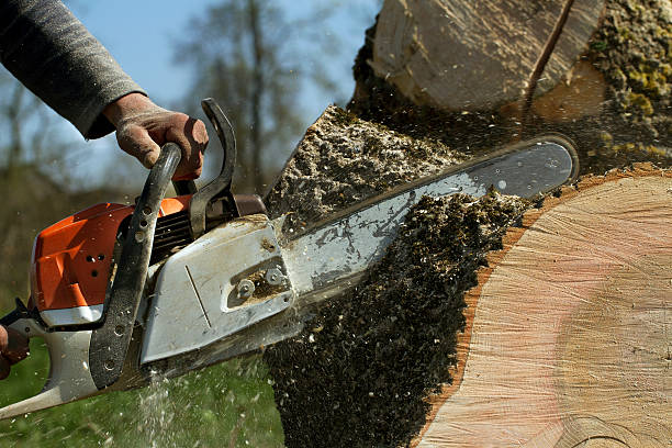 Best Tree Maintenance Programs  in River Park, FL