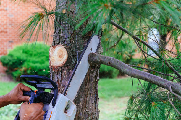 How Our Tree Care Process Works  in  River Park, FL